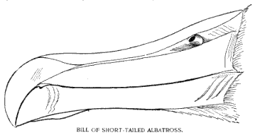BILL OF SHORT-TAILED ALBATROSS.