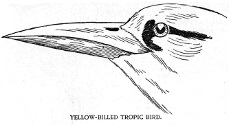 YELLOW-BILLED TROPIC BIRD.
