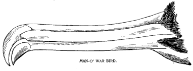 MAN-O' WAR BIRD.