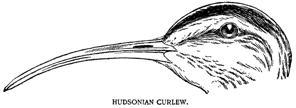HUDSONIAN CURLEW.