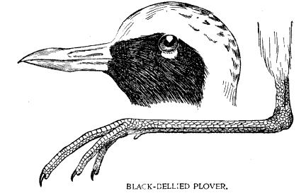 BLACK-BELLIED PLOVER.