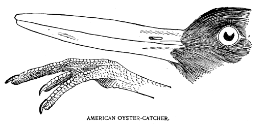 AMERICAN OYSTER-CATCHER.
