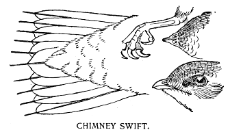 CHIMNEY SWIFT.