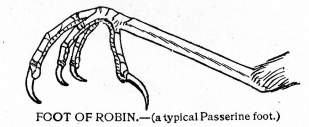 FOOT OF ROBIN.—(a typical Passerine foot.)
