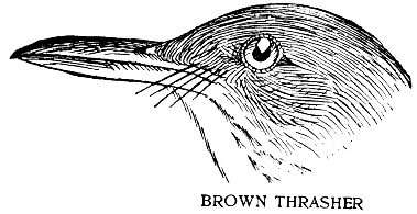BROWN THRASHER.