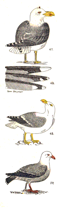 bird images