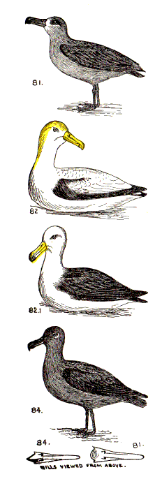bird images