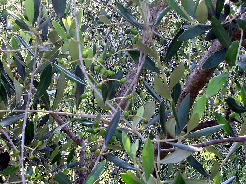 Olive tree at Podere San Lorenzo