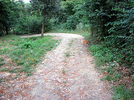 Roman cobblestone road at Podere San Lorenzo