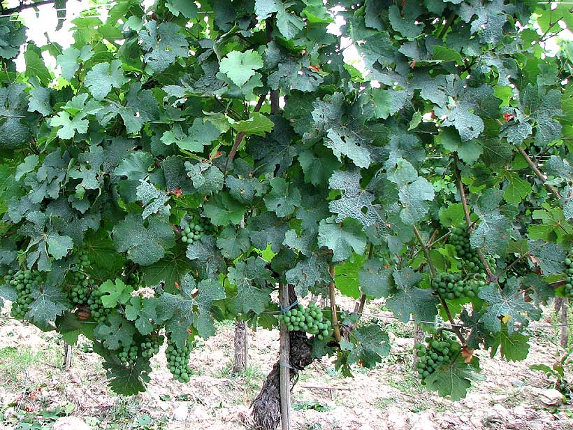 Vineyards at Castello di Verrazzano