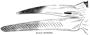 BLACK SKIMMER.