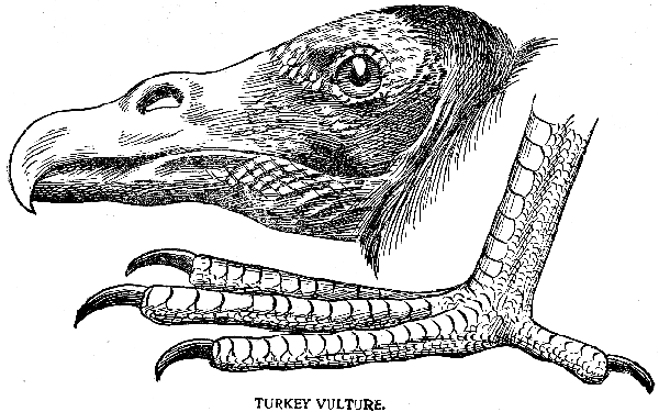 TURKEY VULTURE.
