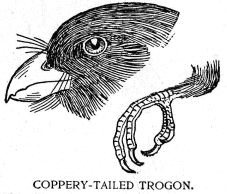 COPPERY-TAILED TROGON.