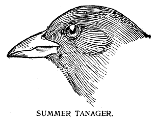 SUMMER TANAGER.