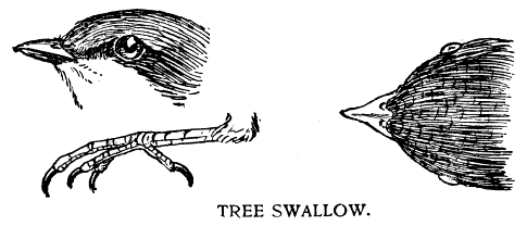 TREE SWALLOW.
