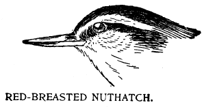 RED-BREASTED NUTHATCH.